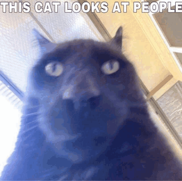 Cat Meme