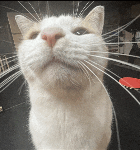 a close up of a white cat 's face with a red skateboard in the background