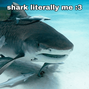 a picture of a shark with the caption " shark literally me : 3 "