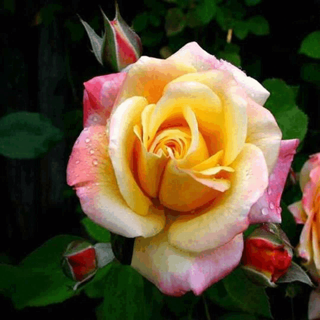 a close up of a yellow and pink rose with water drops