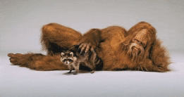 a bigfoot and a raccoon are laying on the ground