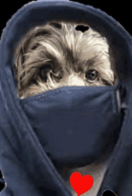 a small dog wearing a blue mask with a red heart on its neck