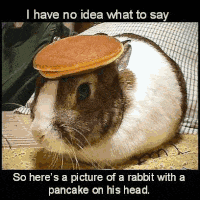 a picture of a rabbit with a pancake on his head with the caption " i have no idea what to say "