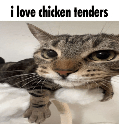 a close up of a cat with the words i love chicken tenders on the bottom