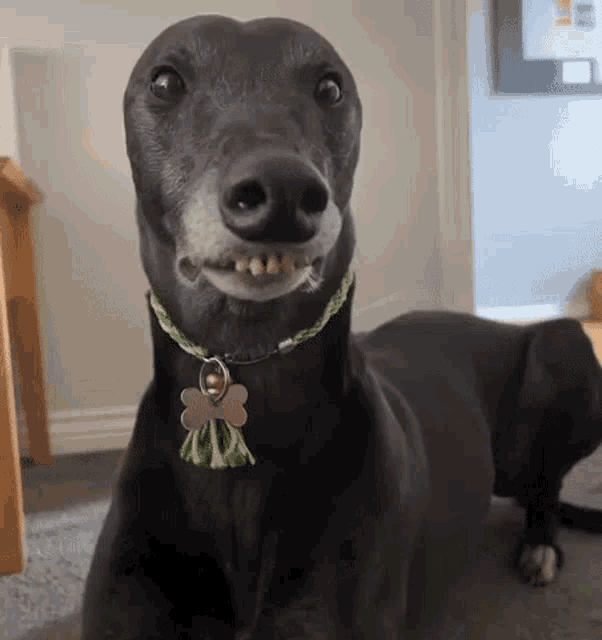 a black dog wearing a green collar and a tag with a shamrock on it is smiling for the camera .