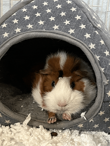 a brown and white guinea pig is looking out of a gray and white star patterned house