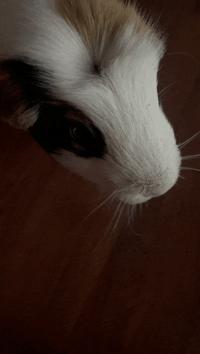 a close up of a cat 's face with a brown and white fur