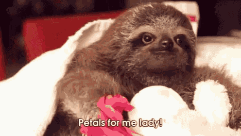 a sloth with petals for me lady written on the bottom