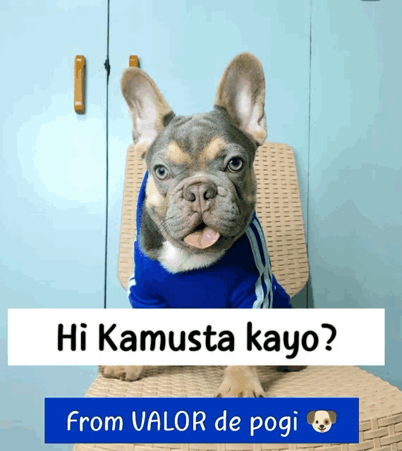 a dog wearing a blue shirt is sitting on a chair with the words hi kamusta kayo from valor de pogi below it