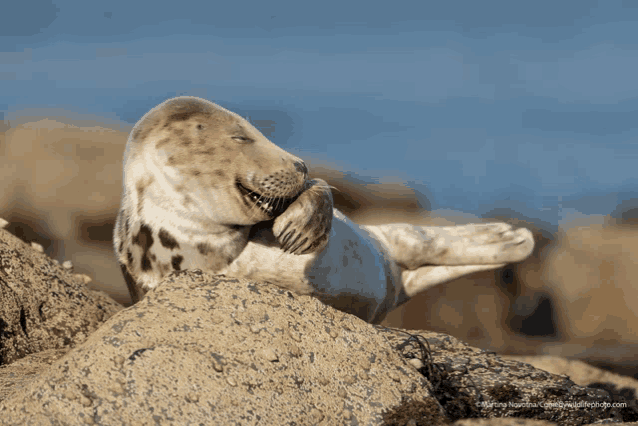 a seal laying on a rock with a caption that says waiting for the comedy awards