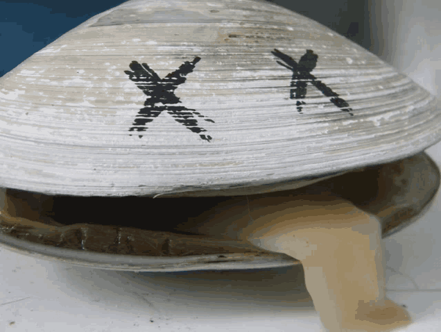 a close up of a sea shell with the letters x and x drawn on it