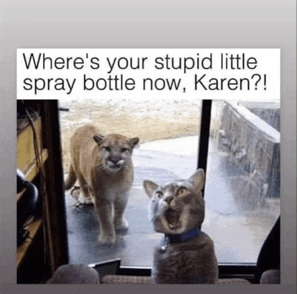 two cats standing next to each other with a caption that says " where 's your stupid little spray bottle now karen "