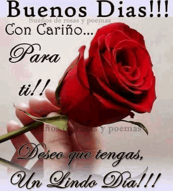 a person is holding a red rose with the words buenos dias con cariño para ti