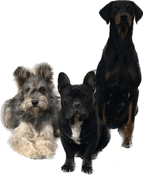 three dogs including a french bulldog and a doberman sitting next to each other on a white background