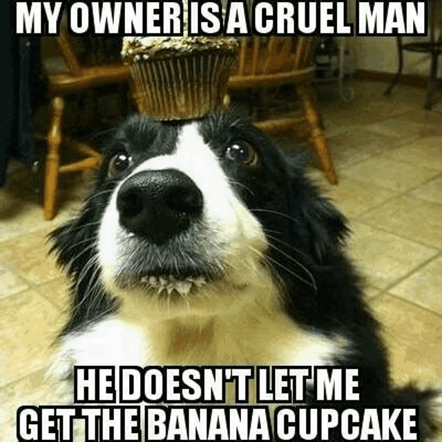 a dog with a cupcake on top of its head .