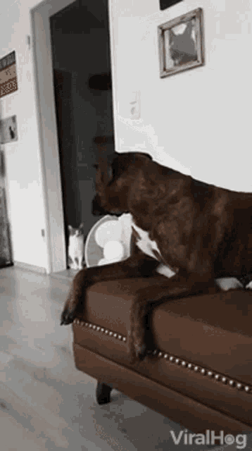 a dog is sitting on a couch in a living room with a cat and a fan in the background .