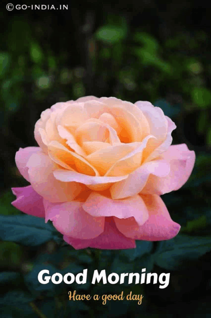 a pink and orange rose with the words " good morning have a good day "