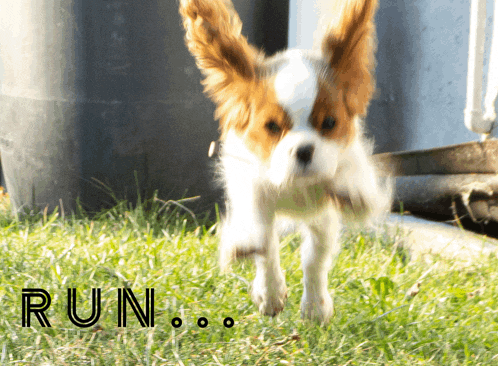 a brown and white dog is running in the grass and the word run is written below it