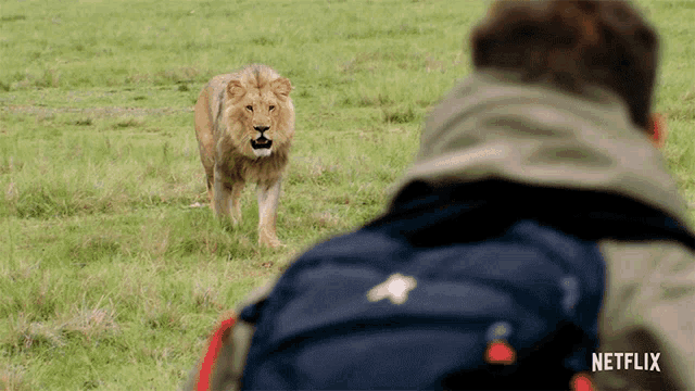 a man with a backpack is looking at a lion in a field with a netflix logo on the bottom