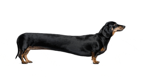 a long black and brown dachshund is standing on its hind legs on a white background