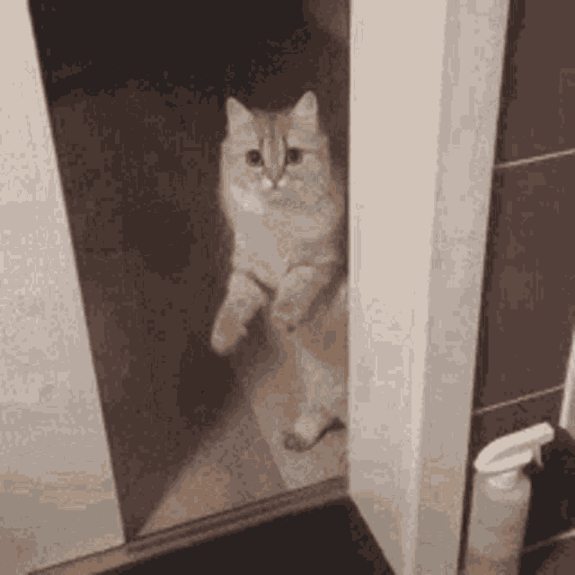 a cat is standing on its hind legs in front of a door .