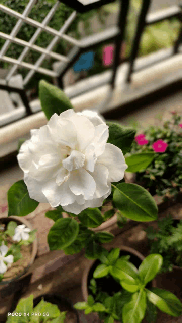 a poco x4 pro 5g phone shows a white flower