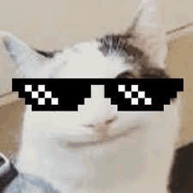 a cat wearing sunglasses is sitting on a couch and looking at the camera .