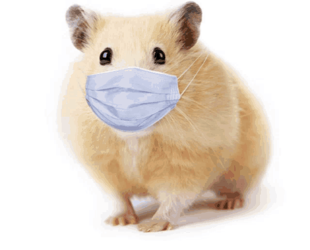 a hamster wearing a blue mask on its face