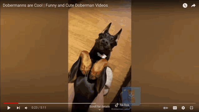 a video titled dobermans are cool on youtube