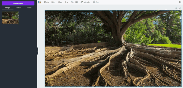 a tree with a lot of roots is shown on a screen