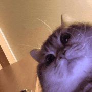 a close up of a cat looking at the camera with a purple background .