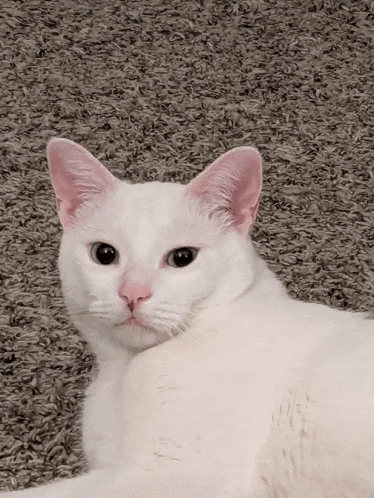 a white cat with pink ears and black eyes laying on a carpet