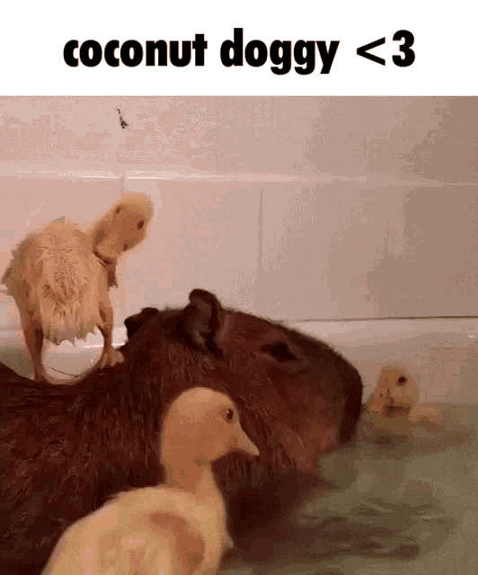 a capybara and ducklings in a bathtub with the text coconut doggy < 3