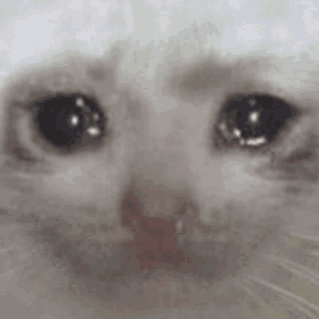 a close up of a white cat 's face with tears running down its eyes .