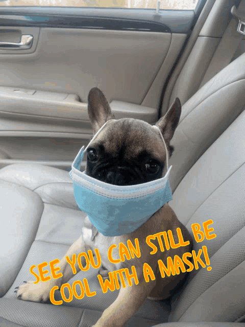 a french bulldog wearing a face mask in a car