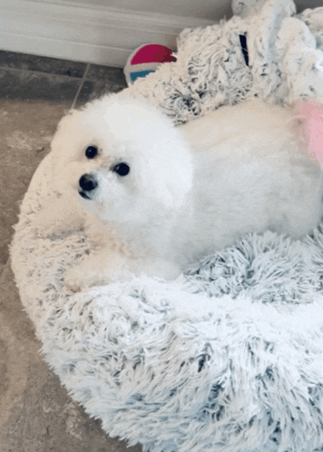 a small white dog laying on a fluffy white blanket