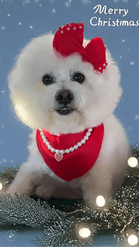 a white dog wearing a red bow and pearls is laying on a christmas tree