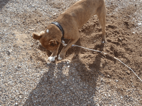 a brown dog is digging in the dirt with a leash