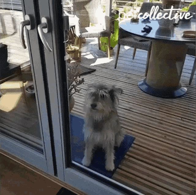 a dog is sitting on a blue mat in front of a sliding glass door with the word collective written on it