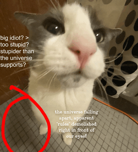 a picture of a cat with the words big idiot too stupid stupider than the universe supports written below it