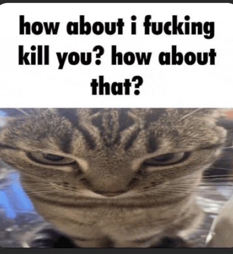 a picture of a cat with the words how about i fucking kill you ? how about that