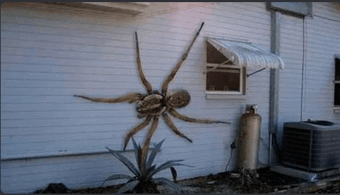 a large spider is sitting on the side of a house next to a window .