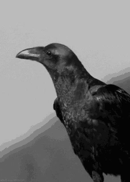 a black and white photo of a crow with a long beak and a long neck .