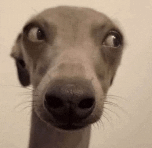 a close up of a dog 's face with its eyes closed .