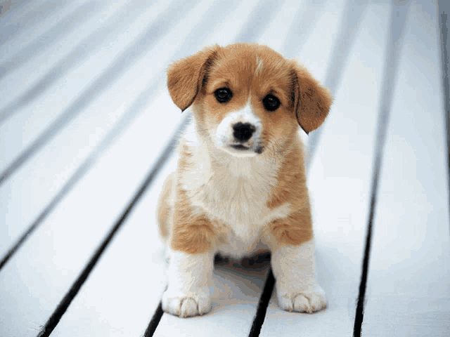 a brown and white puppy is sitting on a white wooden surface