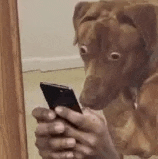 a brown dog is looking at a person holding a cell phone in front of a mirror .