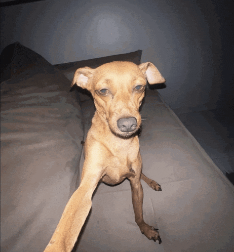 a small brown dog is sitting on a couch looking at the camera