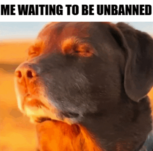 a picture of a dog with the words " me waiting to be unbanned " above it