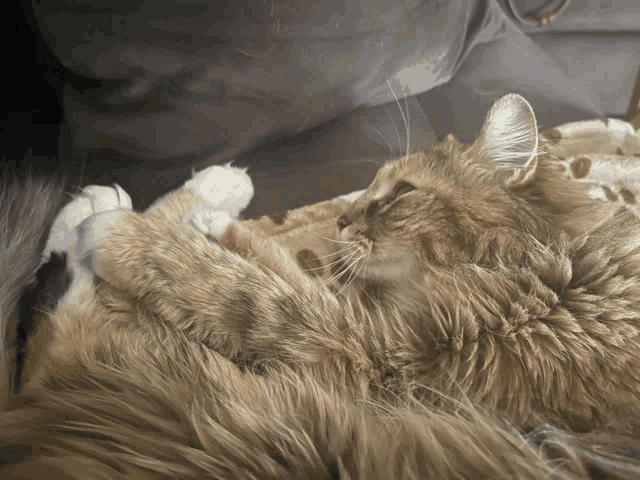 two fluffy cats are laying on a couch and one is looking at something