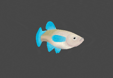 a fish with a blue tail and a white body